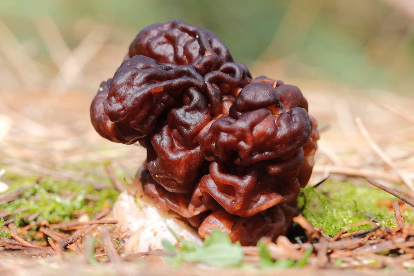 Photo by Justin Long Gyromitra esculenta by Justin Long